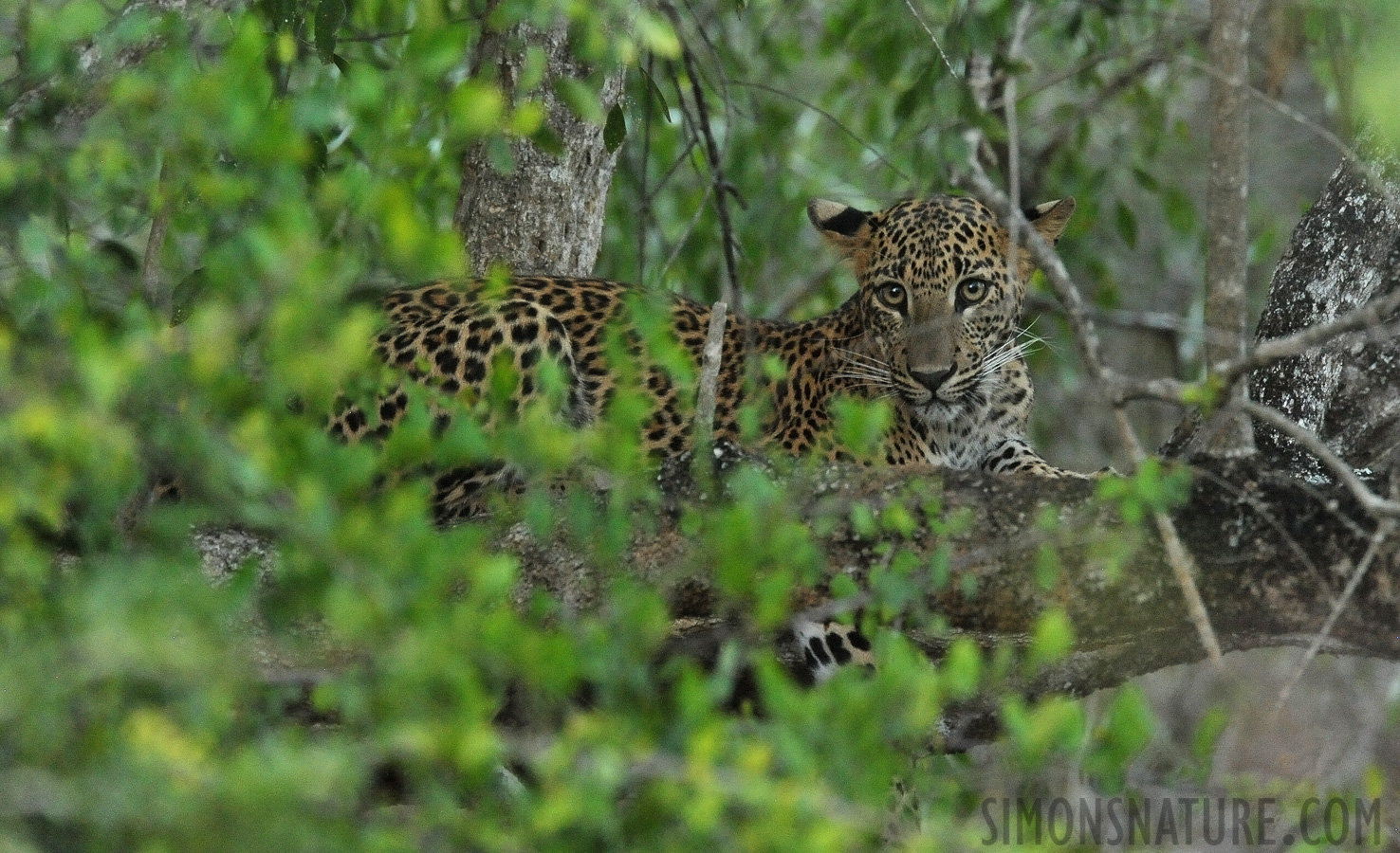 Panthera pardus kotiya [550 mm, 1/60 sec at f / 8.0, ISO 6400]